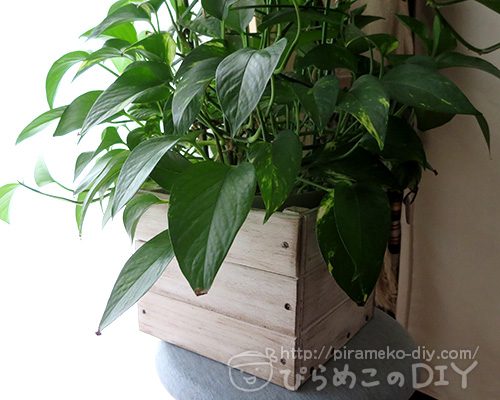 楽天市場 鉢カバー 10号 10号鉢がすっぽり 手編みバスケット 送料無料 大鉢用 １０号鉢用 インテリアカバー 手作り ハンドメイド 観葉植物おしゃれ インテリア : 観葉植物のthe・green