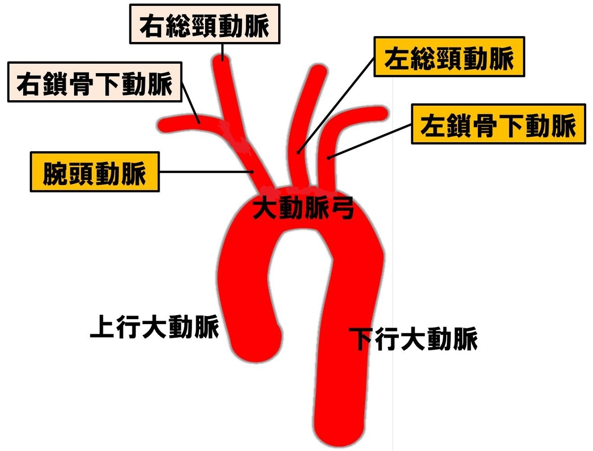 ACLSとは｜ACLSの要点整理｜Ⅱ、呼吸管理と人工呼吸 | BLSやACLSの救命救急講習｜AHA公認コースを受講