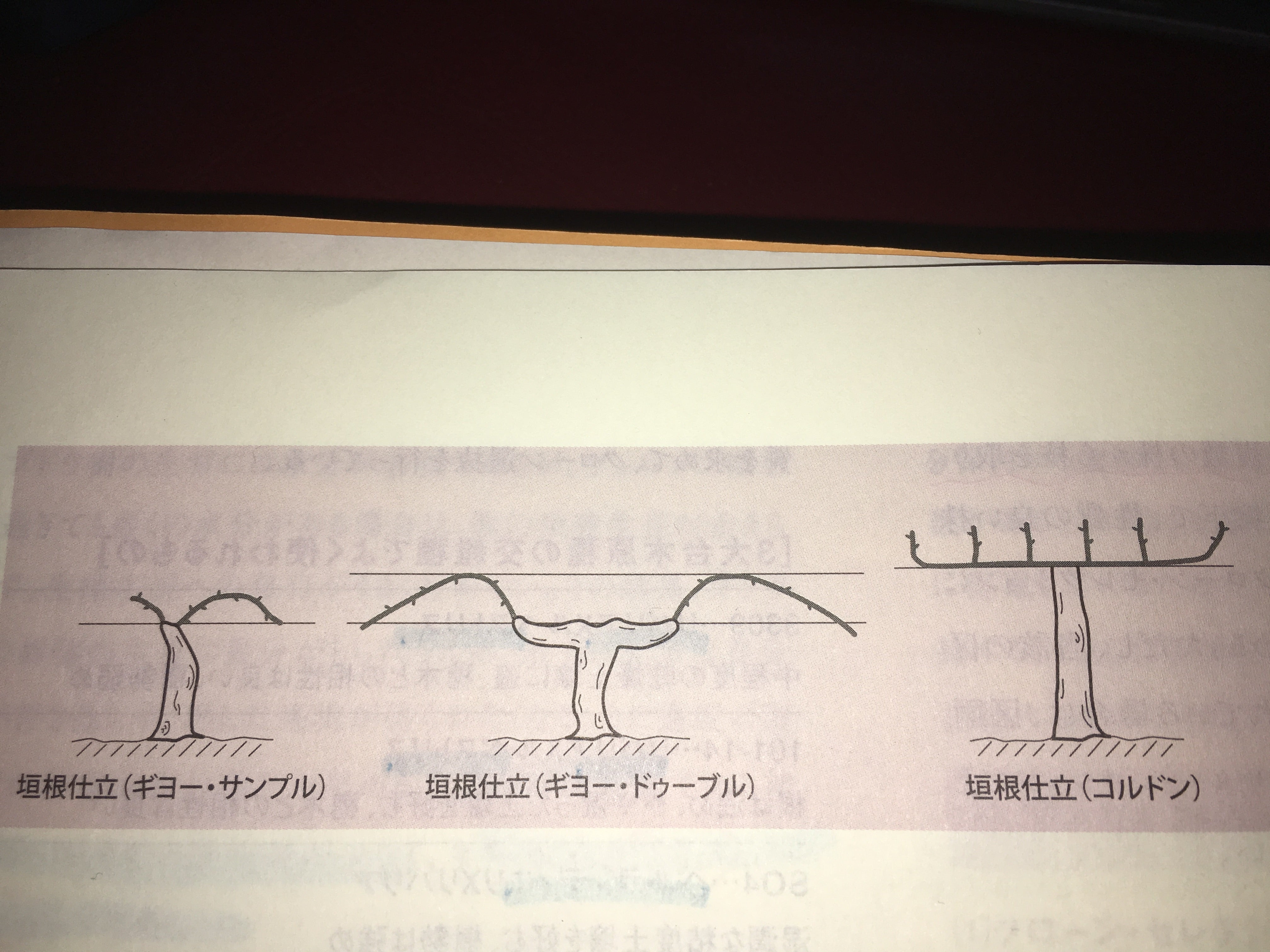 家族経営に必要な栽培規模ワイン用のぶどう苗木 Lagphase ラグフェイズ