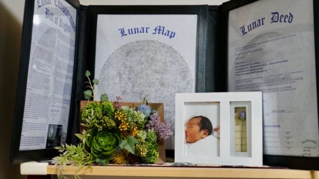 簡単DIY 100均素材で『ウォールグリーン』を作る - そのクラゲ、狂暴につき-Beautiful but ferocious