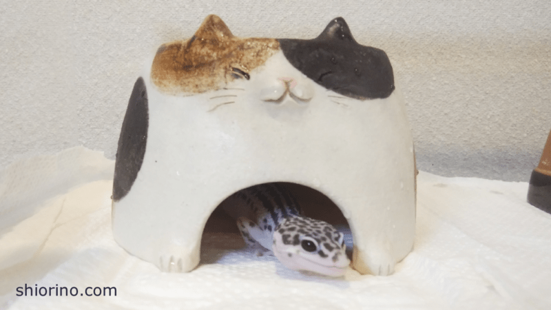 2023年 レオパとニシアフの激かわレイアウトM.Z.B