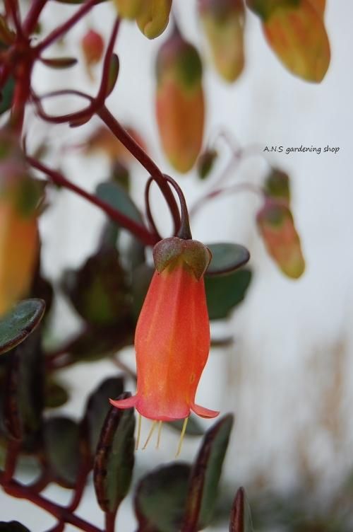 入荷情報 ▷カランコエ エンゼルランプ 自家生産農場から毎年人気のエンゼルランプが入荷しました！シャンデリアみたいに下を向いてスリムな花を咲かせるかわいいカランコエです。 乾きに強く育てやすく、来年咲かせるのも容易です。普通の鉢に植えても素敵ですが、吊り