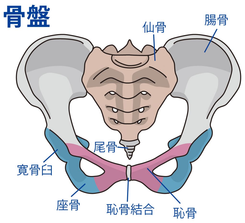 公式】横浜鶴見で産前・産後の「恥骨の痛み」専門の整体 【横浜鶴見の『本当に治る』と評判の整体院】