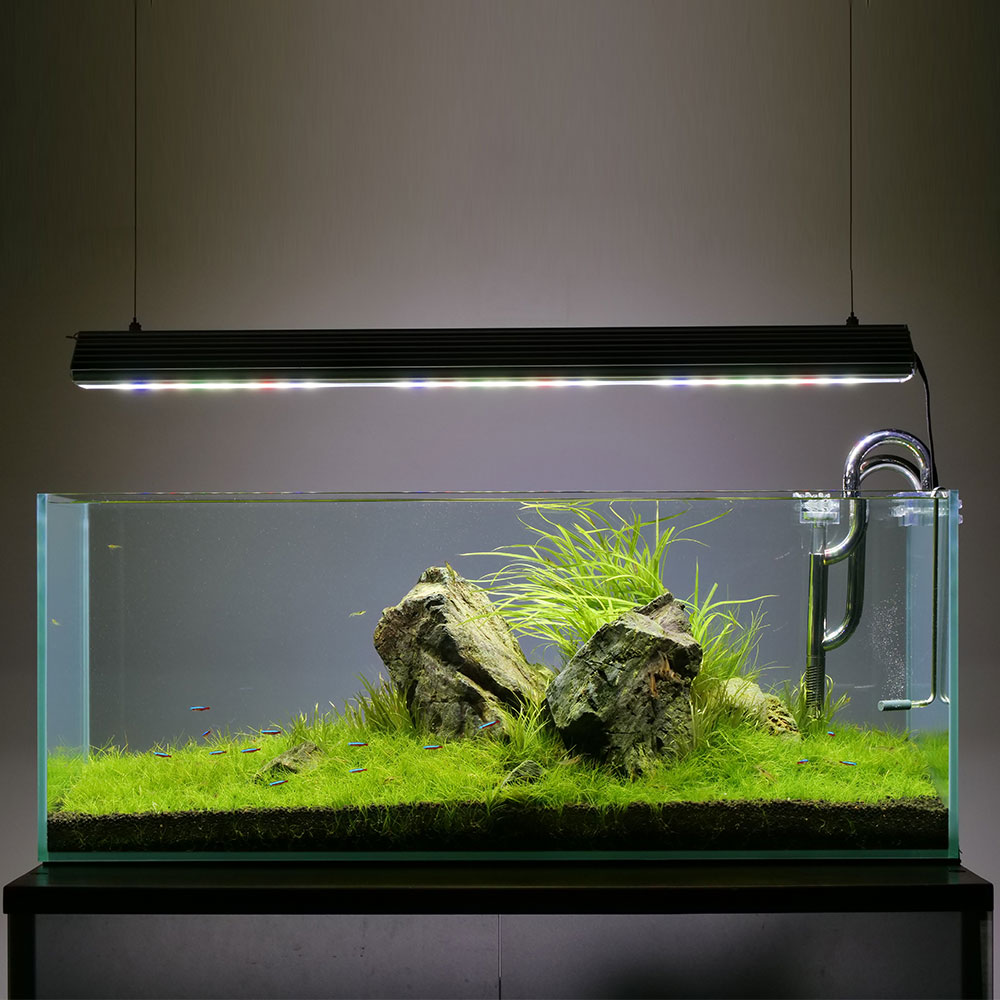 60センチ水槽・和庭園風レイアウト〜植栽前景中景編moonkageの水草、熱帯魚、アクアリウムブログ+〆