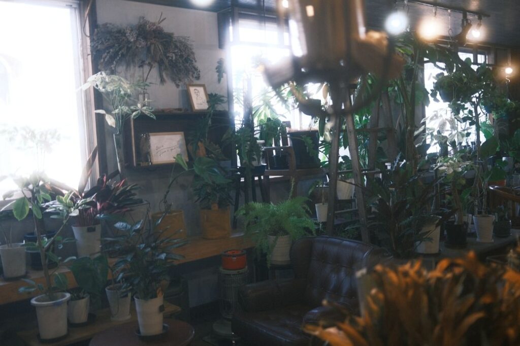 観葉植物でお洒落なお部屋をジャングル化する方法🌿