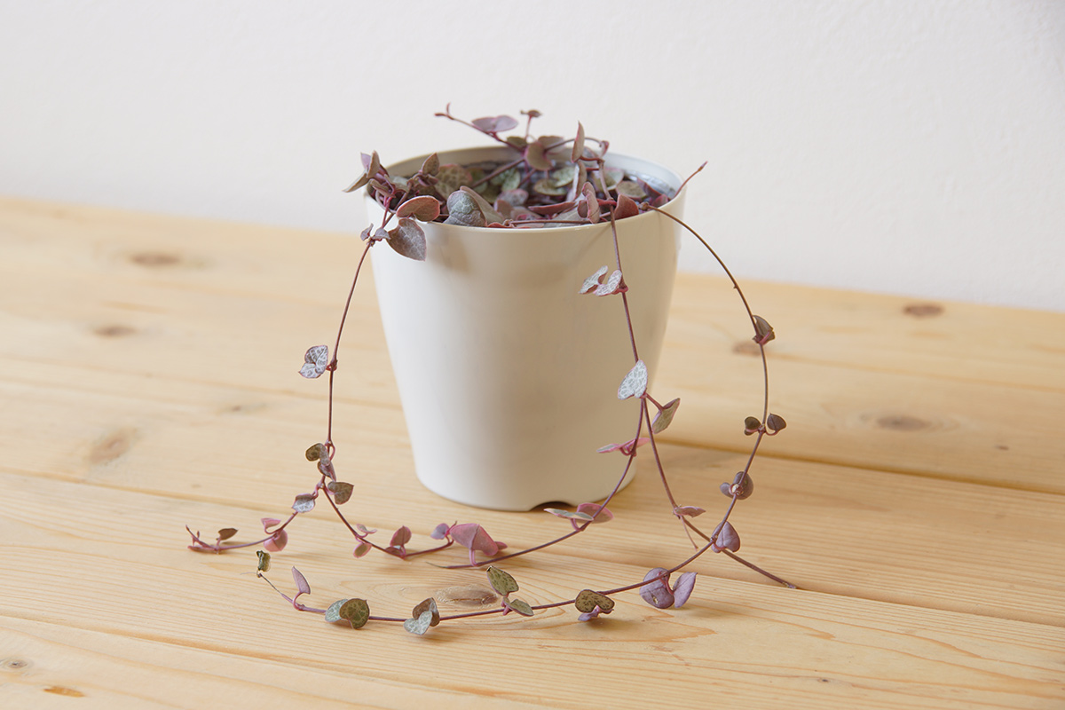 ハートカズラを使った多肉植物ガーデンの方法は