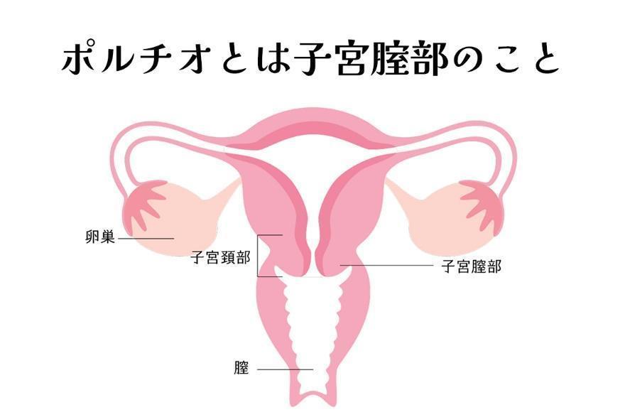 ポルチオとは？オーガズムの感じ方や開発方法、おすすめ体位を解説