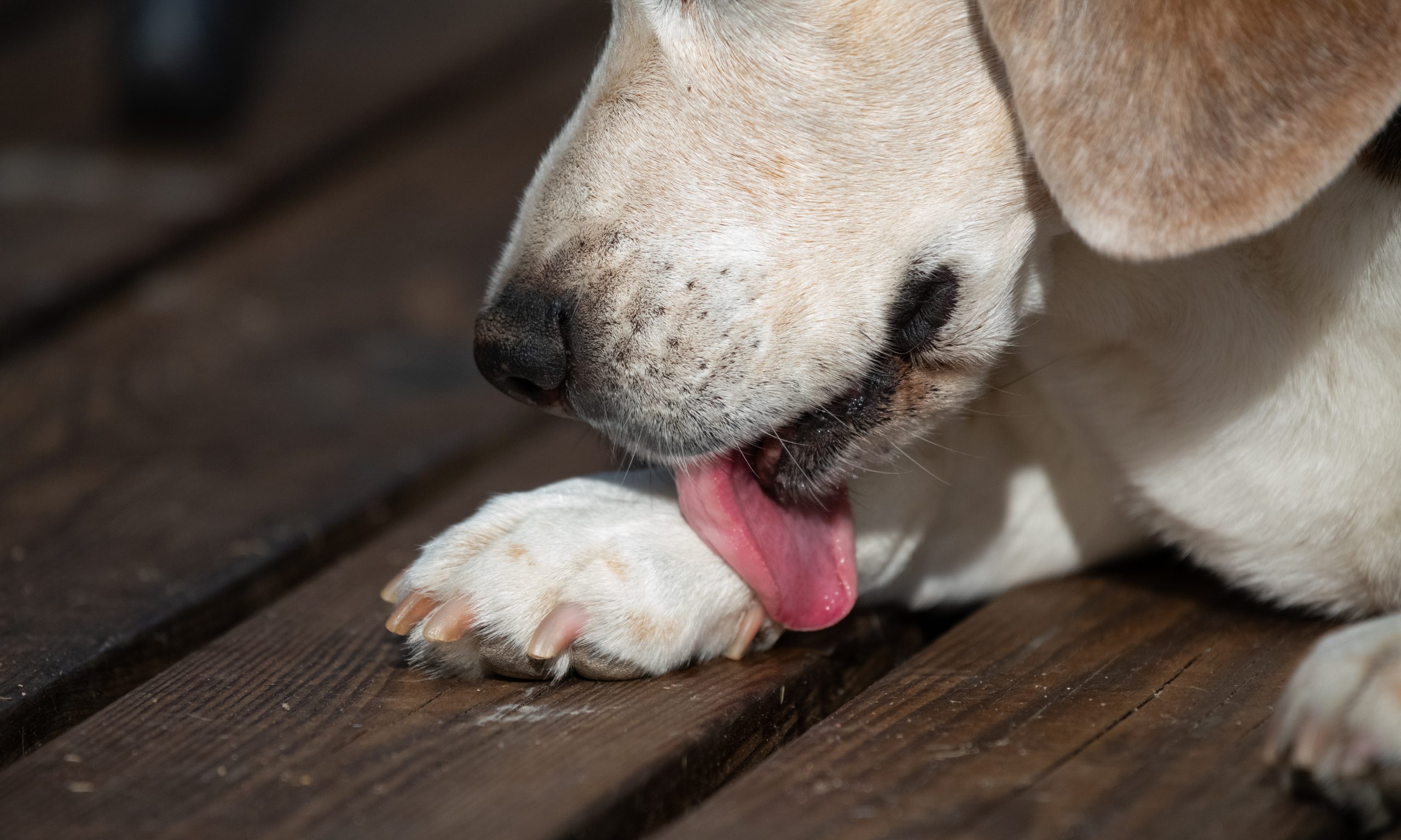 飼い主を舐める場所で分かる愛犬の気持ちと伝わるメッセージ