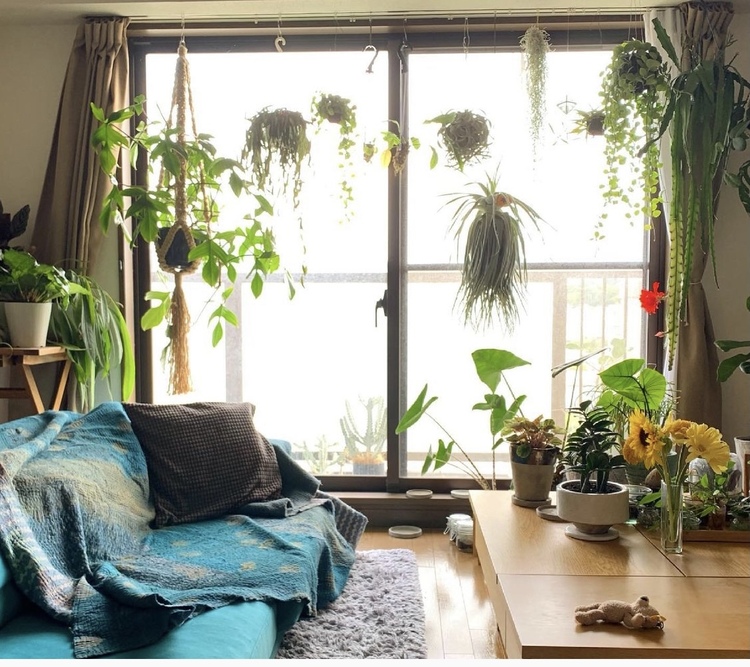 観葉植物を飾りたいと思っている方必見！「おしゃれな感じ」ってどんな感じ？東京の観葉植物レンタルはKIRIN PLUS キリンプラス
