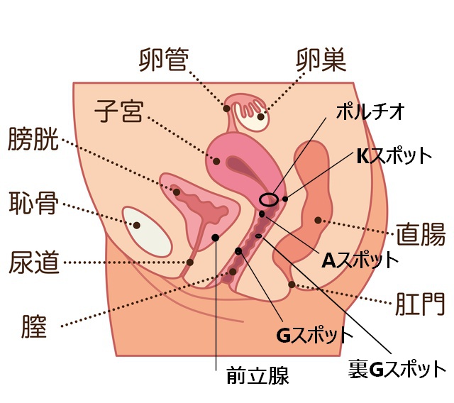 施術方法⑤『膣内触診』｜女性用風俗・女性向け風俗なら【六本木秘密基地】