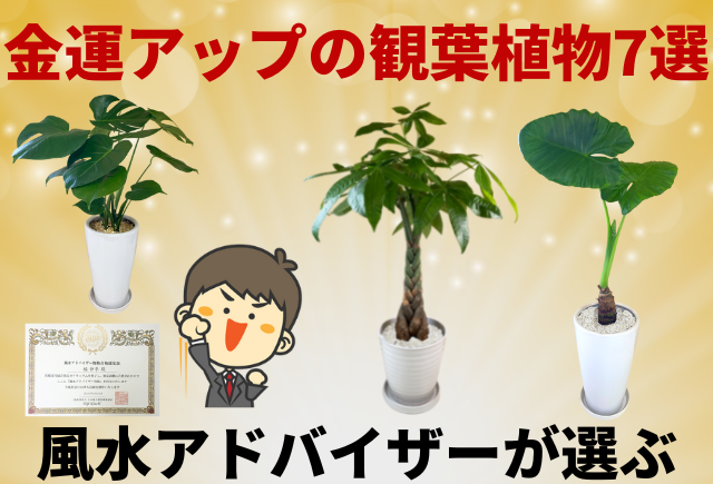 風水効果 外玄関に鉢植え置いて運気UP！パワーが強力な観葉植物を紹介