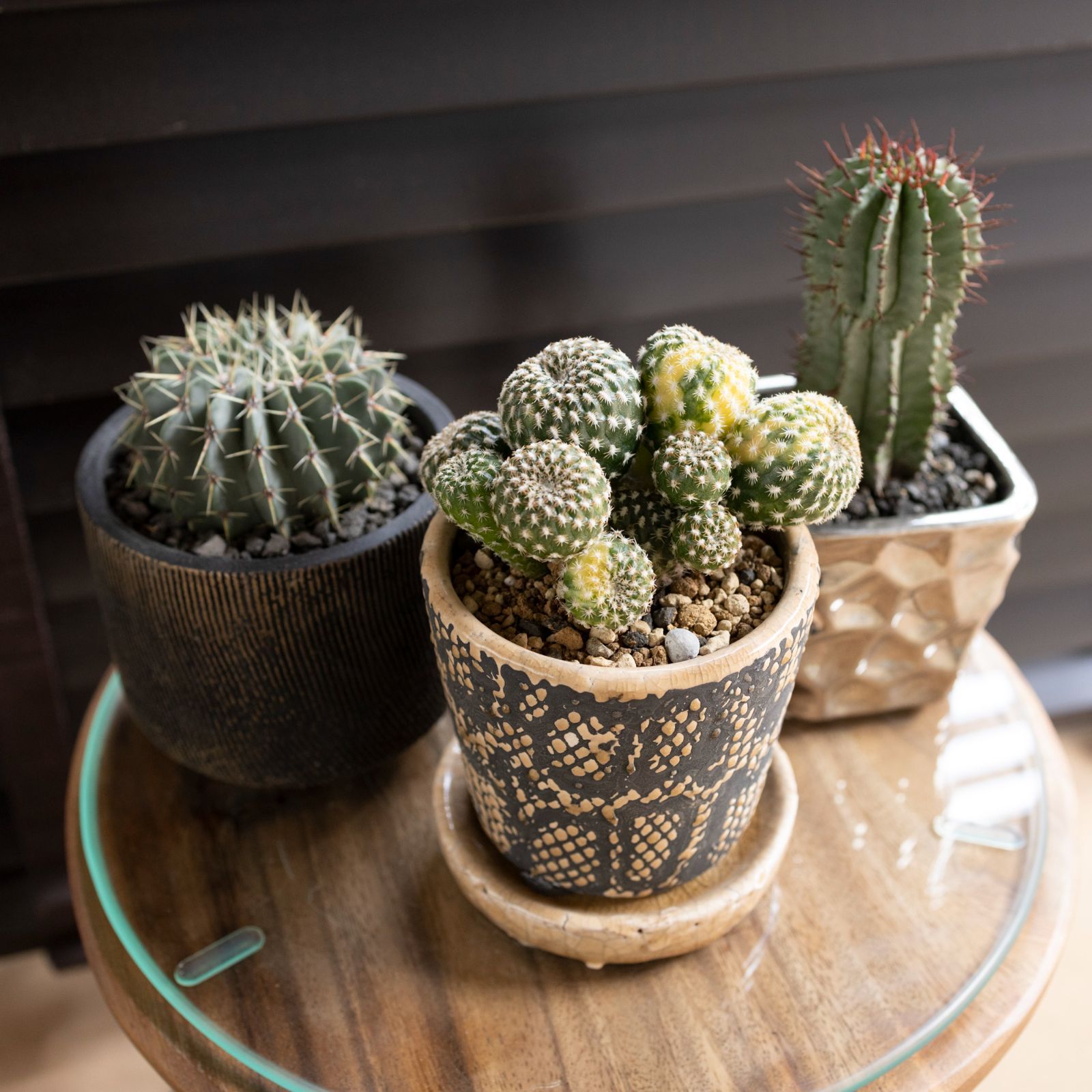 インテリアと相性抜群！サボテンの飾り方🍀GreenSnap グリーンスナップ