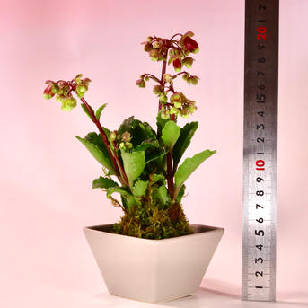 エンゼルランプの花言葉意味や花の特徴、種類はあるの？🍀GreenSnap グリーンスナップ