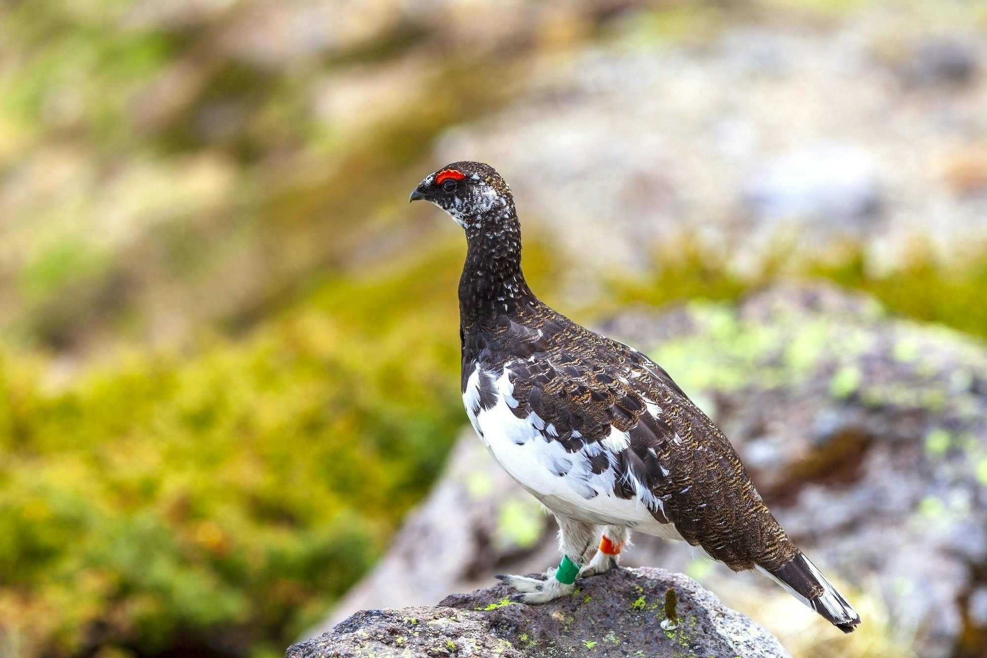 雷鳥が人懐こいのはなぜ？氷河期の生き残りの絶滅危惧種、中央アルプスで復活作戦！ | いきものバンザイ