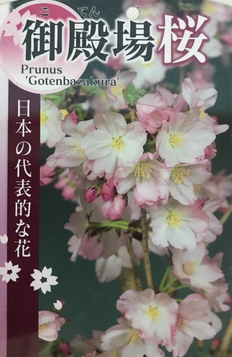 御殿場市(静岡)でおすすめのデリヘル一覧 - デリヘルタウン