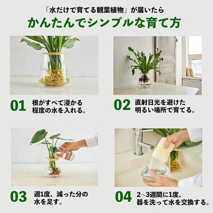 フィロデンドロンの特徴とは？花言葉や風水効果などを紹介胡蝶蘭・スタンド花のプレミアガーデン