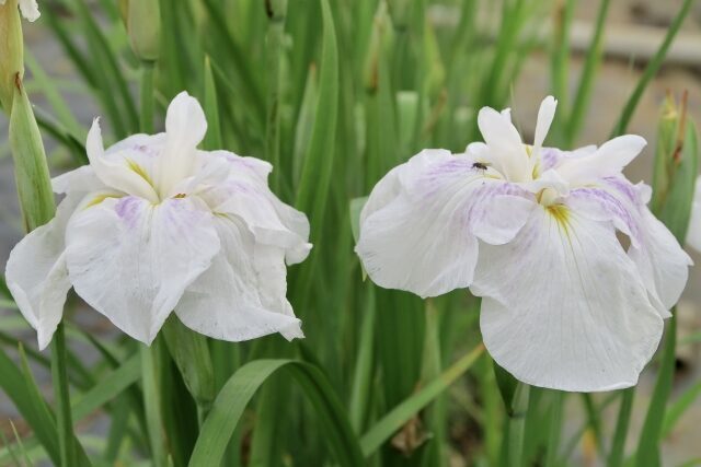 ショウブ（花菖蒲と菖蒲）の花言葉の意味・由来・誕生花｜花言葉のシャルロー