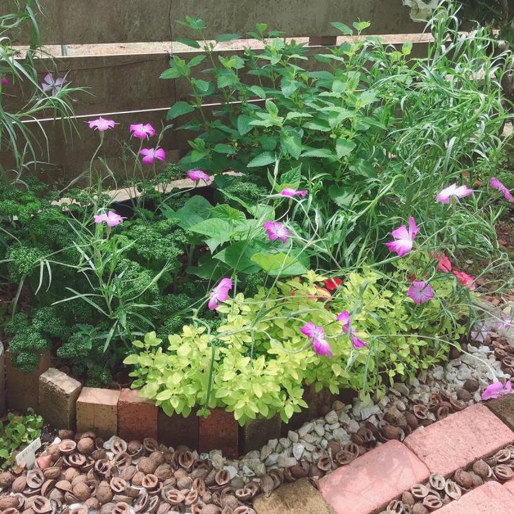 ハーブや野菜、お花を仲良く育てよう♪フランス式家庭菜園「ポタジェガーデン」の作り方キナリノ