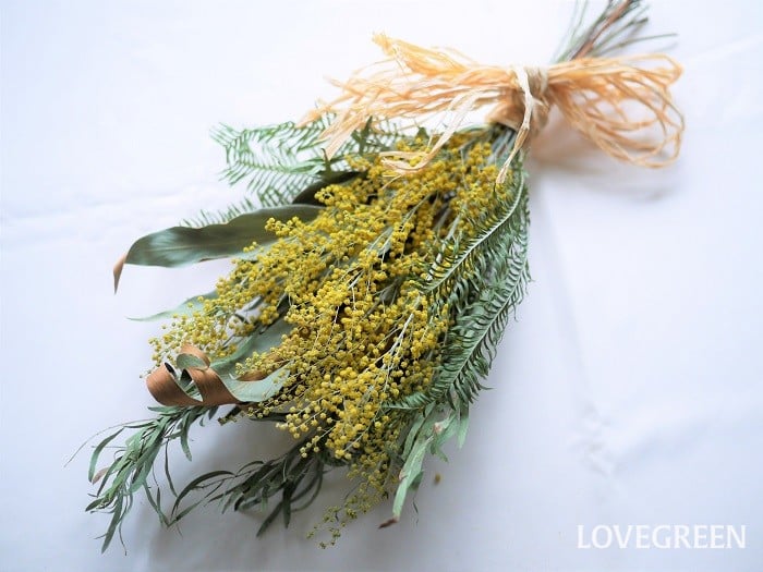 ミモザの育て方・栽培方法LOVEGREEN ラブグリーン