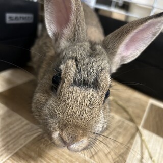 ウサギ × 岐阜県が募集対象」小動物の里親募集情報 ::