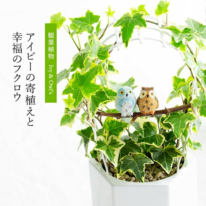 アイビーの育て方・お手入れ方法花・花束を贈るなら第一園芸オンラインショップ