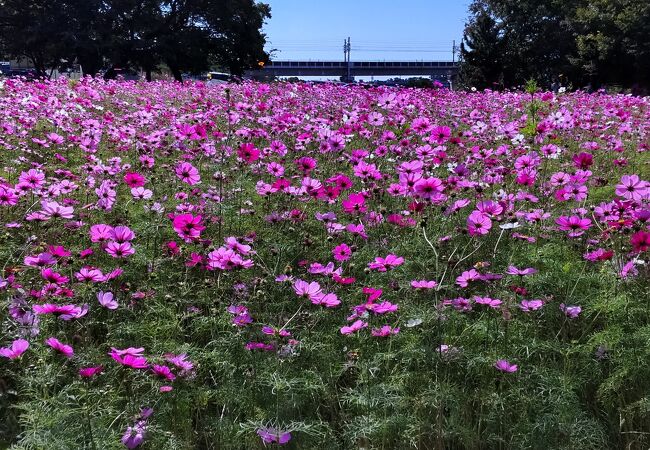 クチコミ : コスモスの里 穂谷