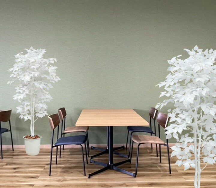 オーガスタ 8号 ホワイトスクエア陶器鉢SW 土の表面:ウッドチップ観葉植物 植物 オーガスタ 8号 鉢付 インテリア 部屋 室内 オフィス 癒しエコ グリーン マイナスイオン リラックス オシャレ おしゃれ ギフト プレゼント 贈り物 人気 おすすめ 福岡県筑前町 送料無料