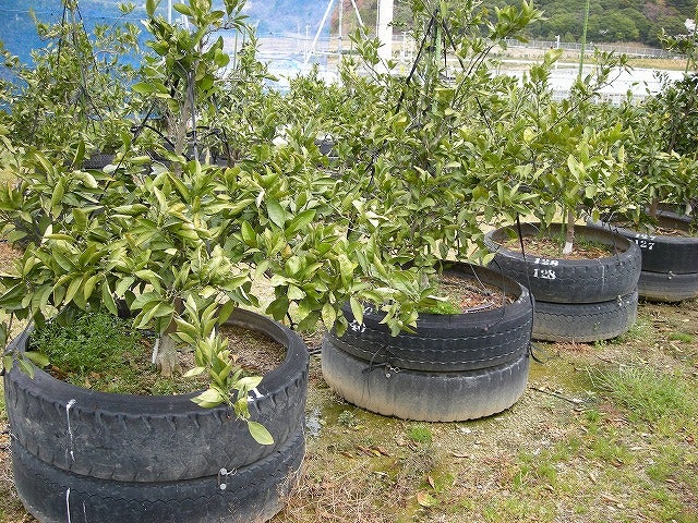 古いタイヤを再利用して作る画期的なDIY作品集！ - POPTIE ポップタイ