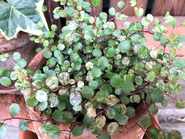 玄関に飾る観葉植物風水・育て方HitoHana ひとはな