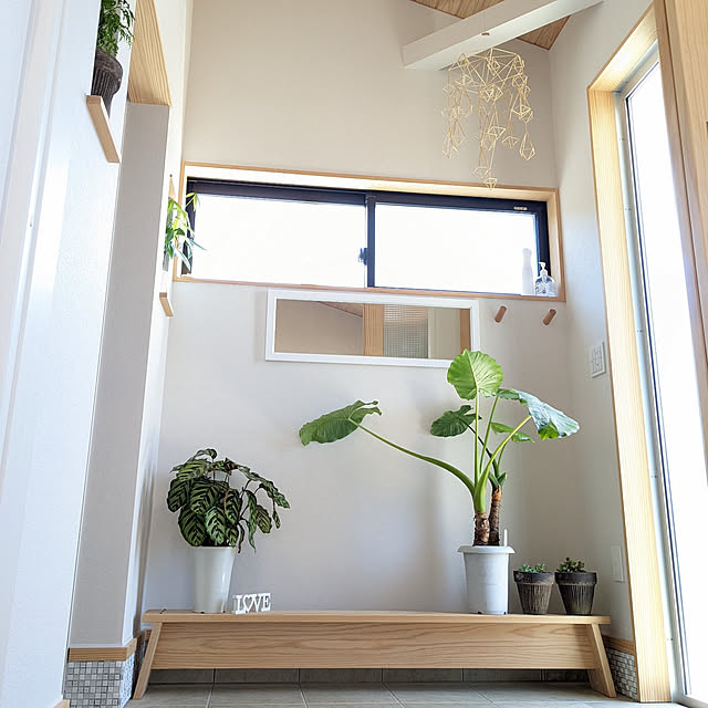 玄関におすすめの観葉植物10選！風水とおしゃれを両立したい！HORTI by GreenSnap