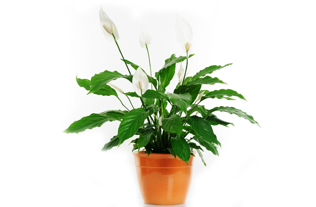 トイレに飾る観葉植物爽やかさUP！風水で運気が上がる種類や置き方