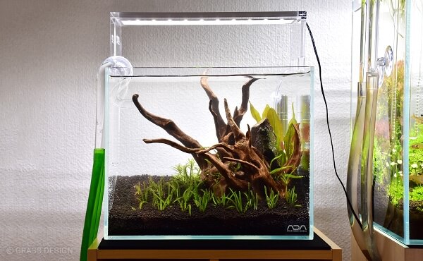 金魚水槽レイアウトの正解初心者でも美しく安全な配置を解説 プロ監修- 水槽素材 公式