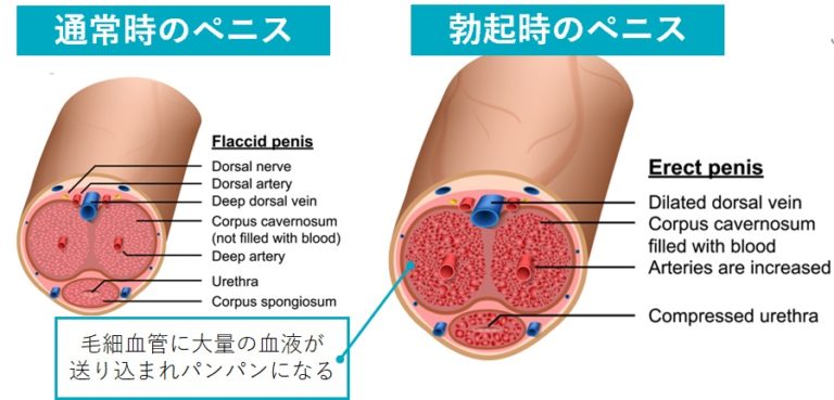 巨根になる方法を5つ紹介します。ペニスをデカくしたい男性、必見！ | VOLSTANISH