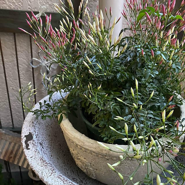 立体的に花が咲く簡単設置の「フェンス」でベランダガーデニングに挑戦！GardenStoryガーデンストーリー