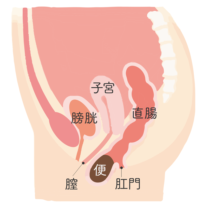 女性が感じる仕組みとは？オーガズムとスキーン腺の関係について解説 | コラム一覧｜ 東京の婦人科形成・小陰唇縮小・婦人科形成（女性器形成）・包茎手術・膣