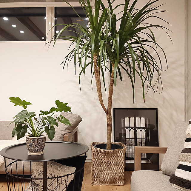 うちのリビングにぴったりな「シンボルツリー」の探し方LEE