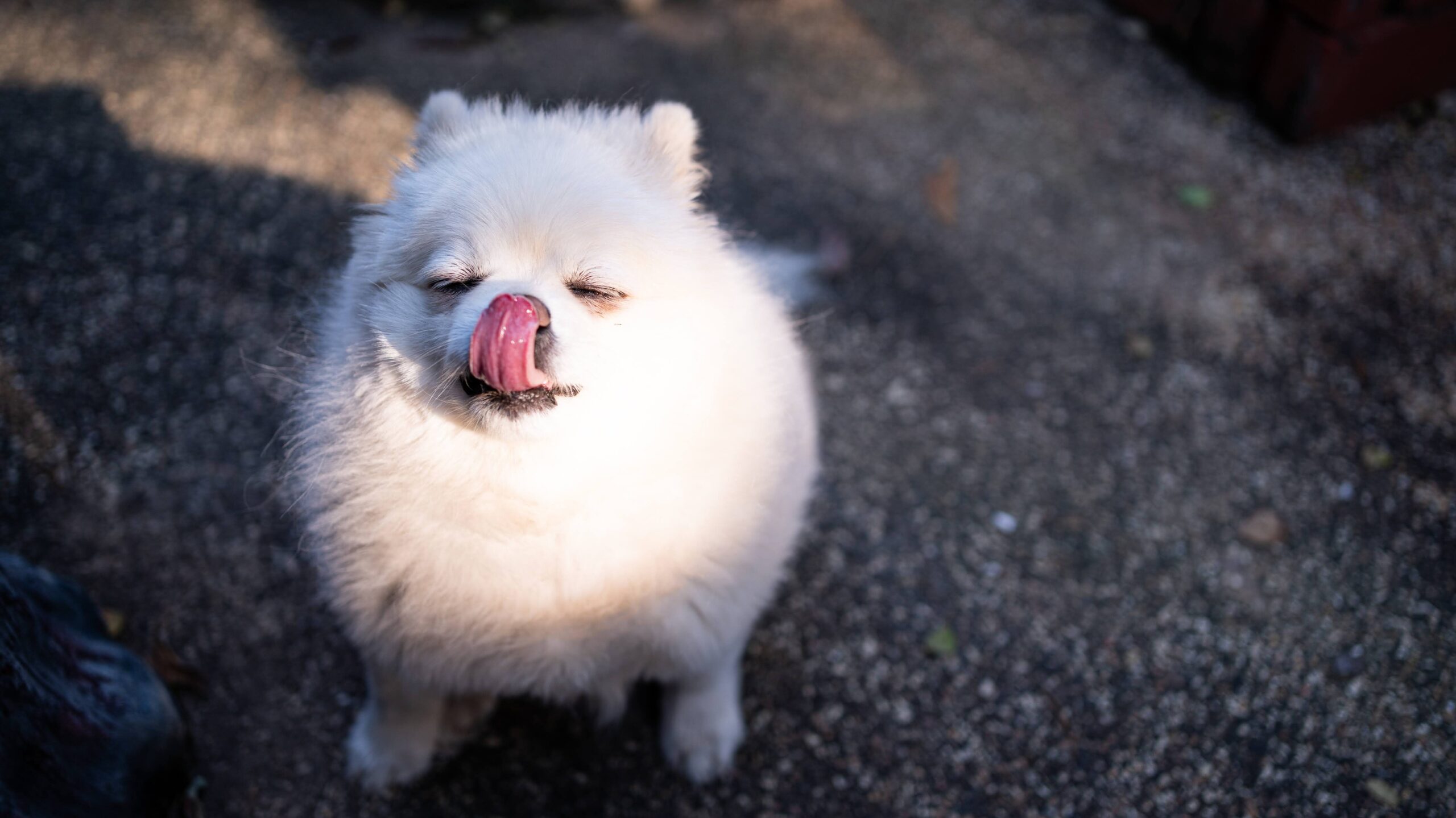 しぐさでわかる犬の愛情表現 犬の気持ちがわかる10の行動｜みんなのブリーダー