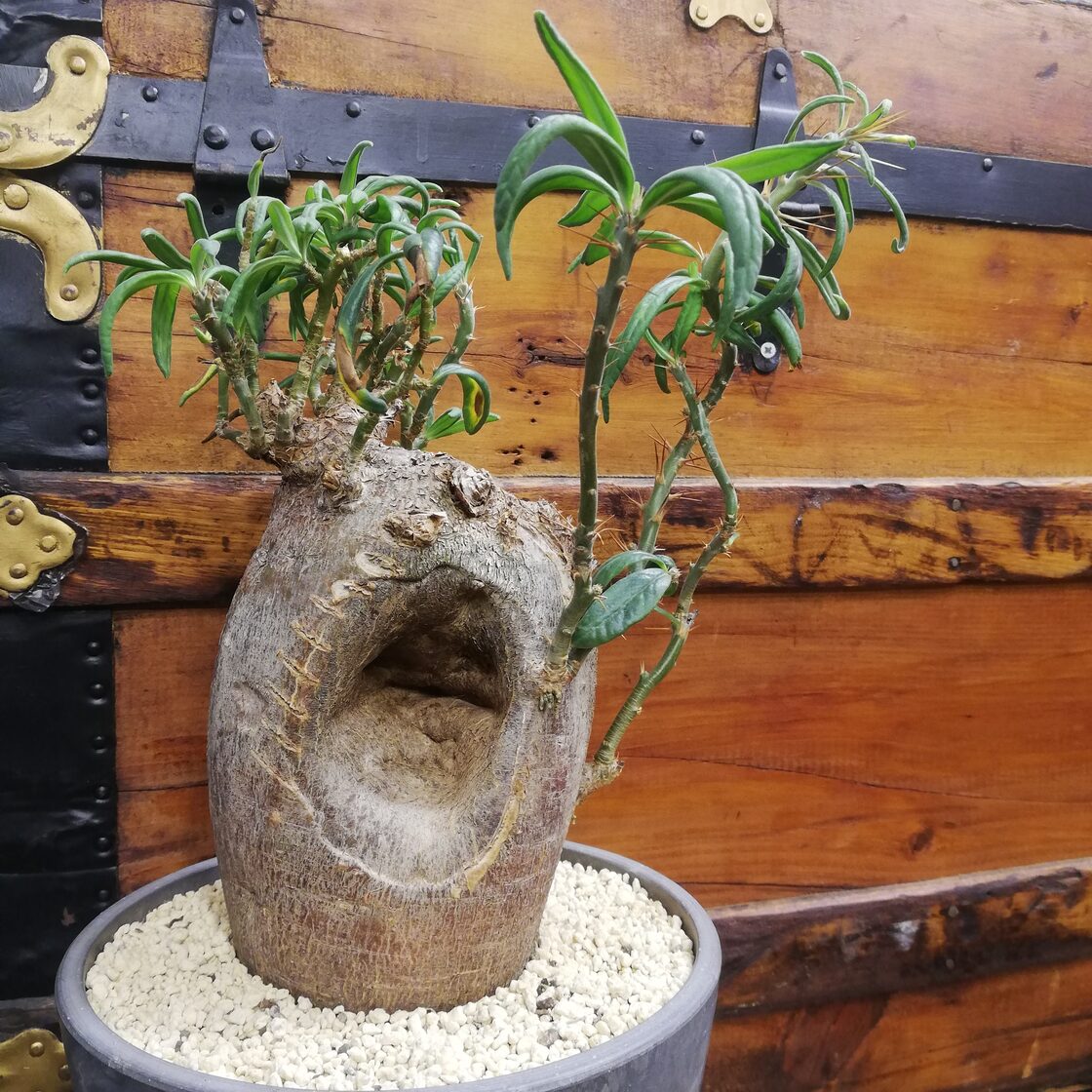 Amazonガーデン フェンス 欧風 トレリス 高さ 220cm 庭 目隠し 柵 ハイタイプ ブラック 4枚組フェンス・垣