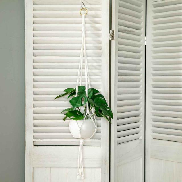 モンステラ フェイクグリーンストエキオリジナル