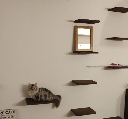 キャットウォークをdiy 壁に安い棚受けで簡単に！落下防止の板も取付けて2匹で眠れるようになったDIY～生き物たちと人間のためのお家作り～