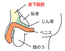 でかいちんこの基準とは？日本人平均や大きくする方法を解説 |【公式】ユナイテッドクリニック