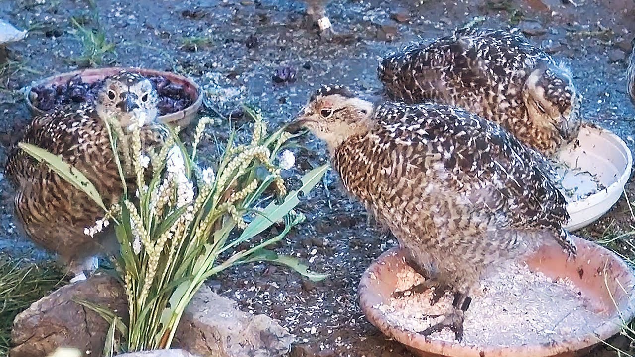 仙丈岳（２日目）ライチョウの縄張り争い - 三脚マンと弱力女の登山日記