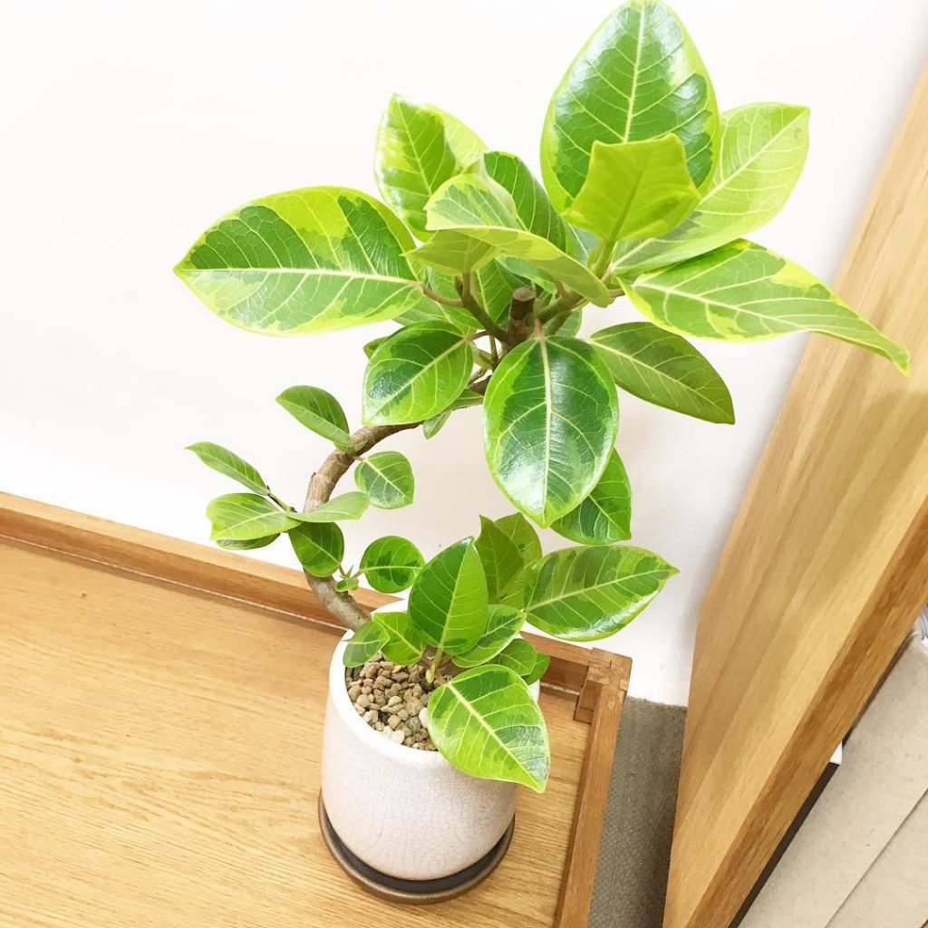 風水効果 外玄関に鉢植え置いて運気UP！パワーが強力な観葉植物を紹介