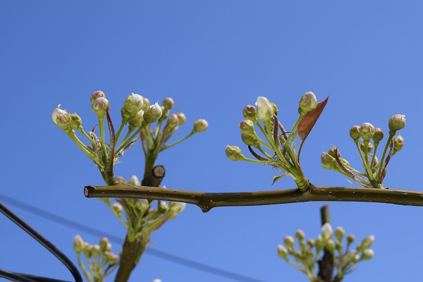 キキョウの花は、つぼみが可愛い - とうつきの備忘録