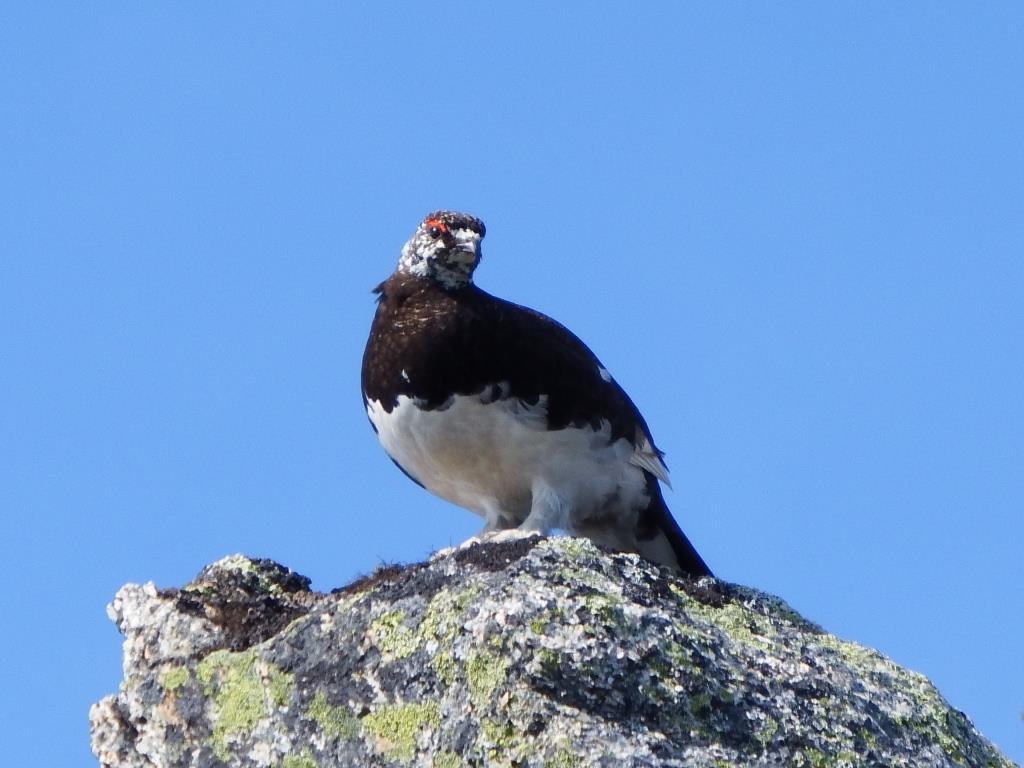 第1回「雷鳥観察会」を開催しました。 | 北アルプス表銀座