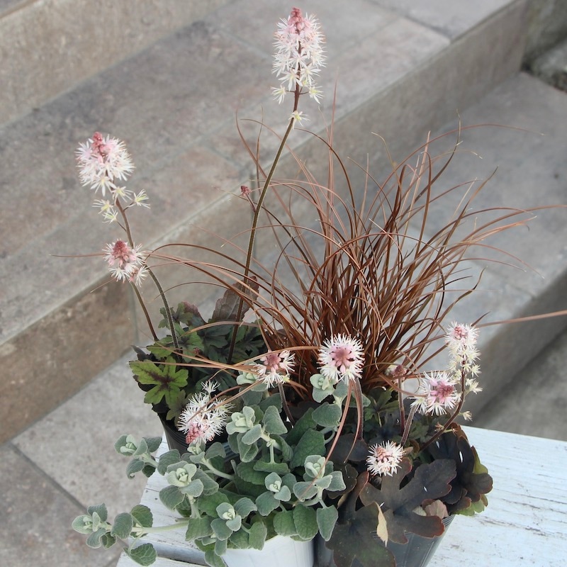 庭 カレックスのおすすめ商品とおしゃれな実例RoomClip ルームクリップ