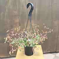 八重咲きカランコエ・ドリーQ2「エンジェルランプ」 - LittleAntiqueGarden～リトルアンティークガーデン～