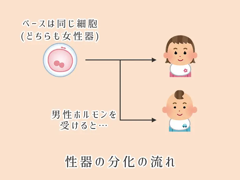 レビトラの効果や副作用｜勃起の硬さ向上｜【公式】ユナイテッドクリニック