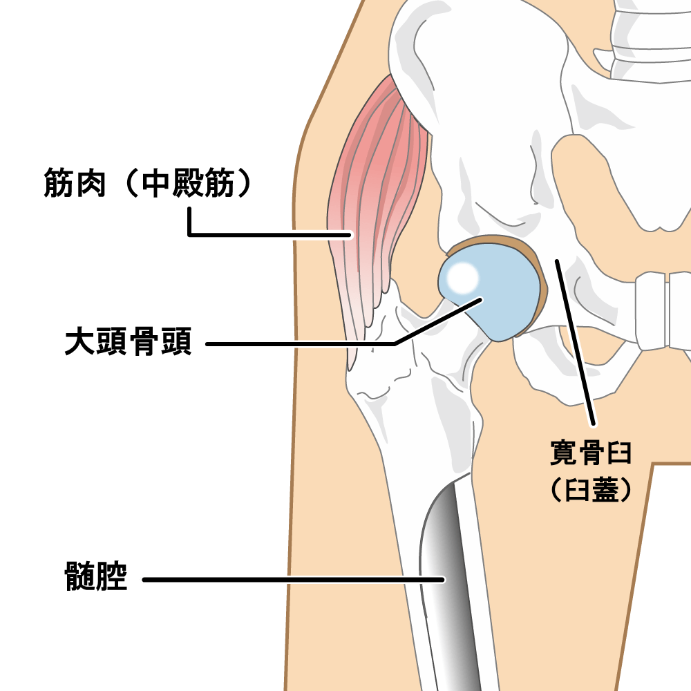 股関節の痛み | 西田整形外科クリニック