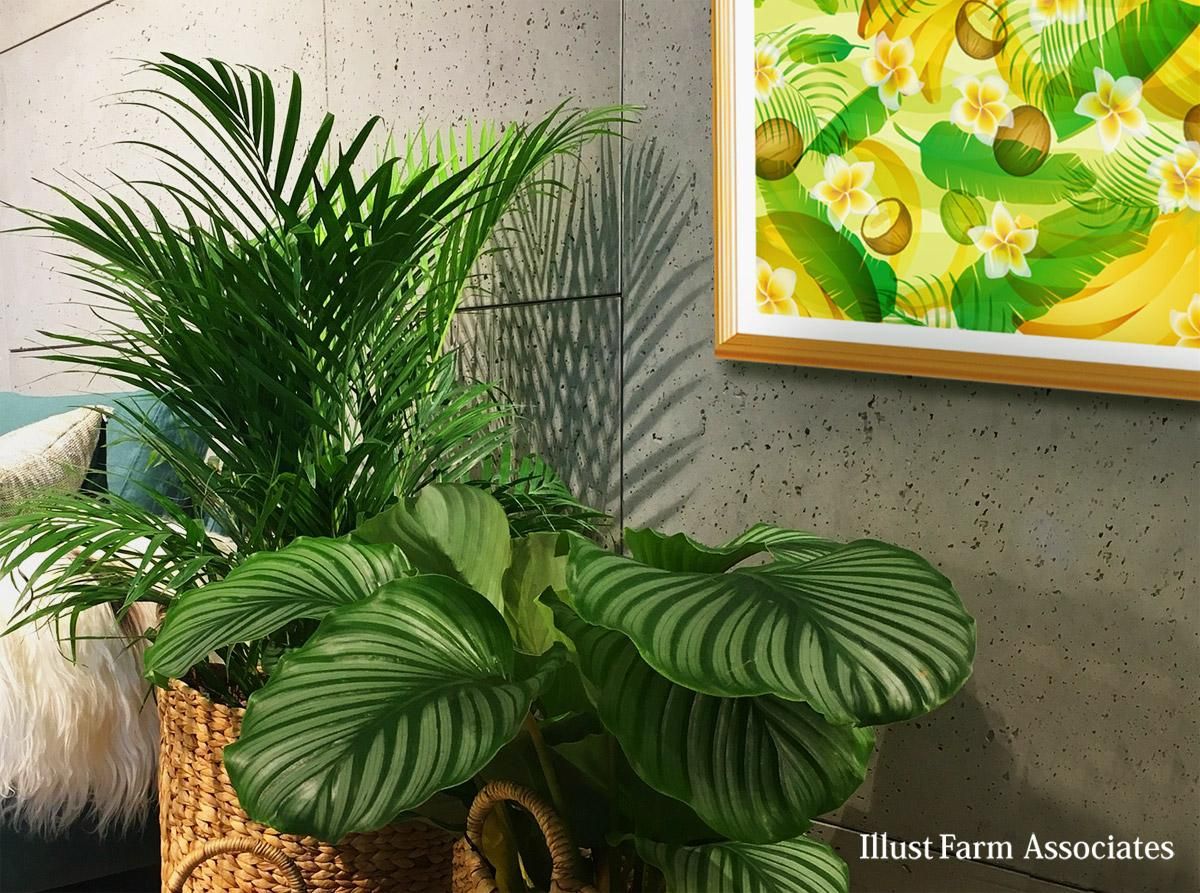 テーブルヤシの通販観葉植物はGreenSnapSTORE